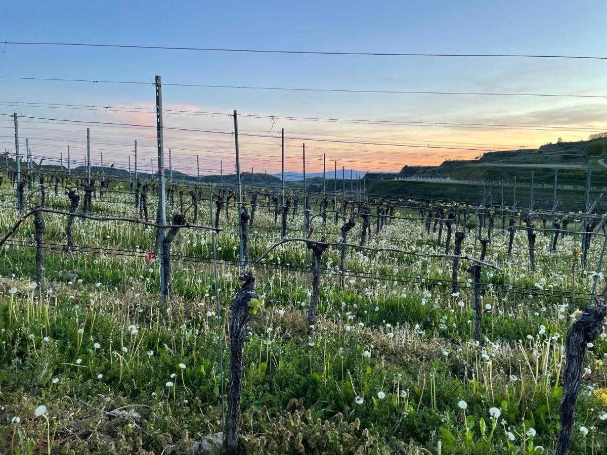 דירות ווגטסבורג Weingut & Strausswirtschaft Vogel מראה חיצוני תמונה