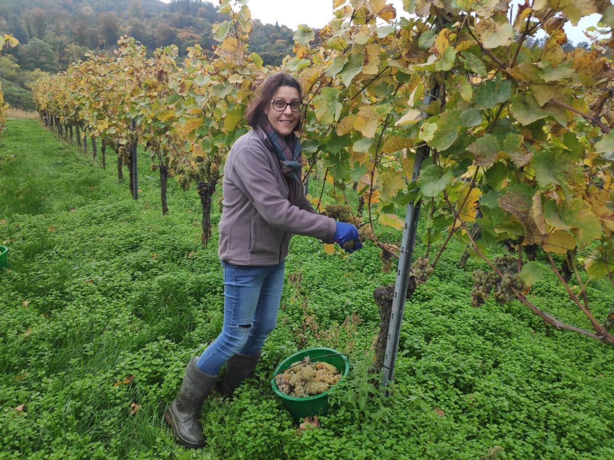 דירות ווגטסבורג Weingut & Strausswirtschaft Vogel מראה חיצוני תמונה