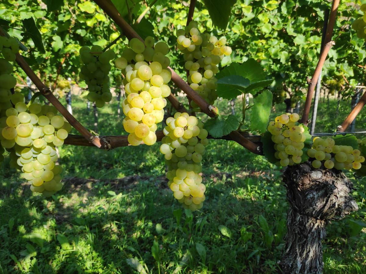 דירות ווגטסבורג Weingut & Strausswirtschaft Vogel מראה חיצוני תמונה