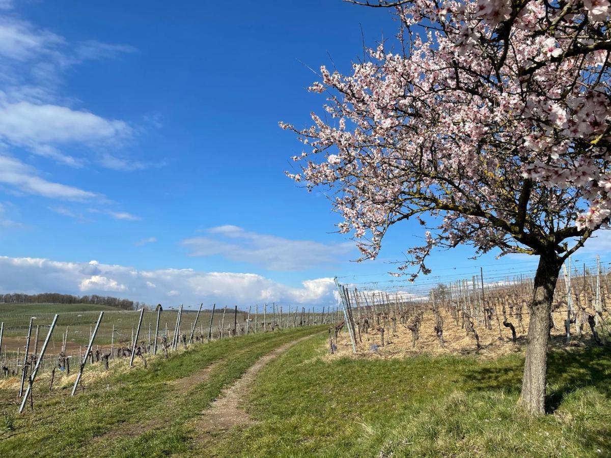 דירות ווגטסבורג Weingut & Strausswirtschaft Vogel מראה חיצוני תמונה